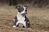 AMSTAFF ADULT 335